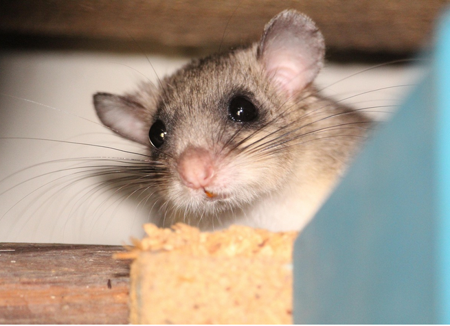 Foto: Siebenschläfer, Pixabay