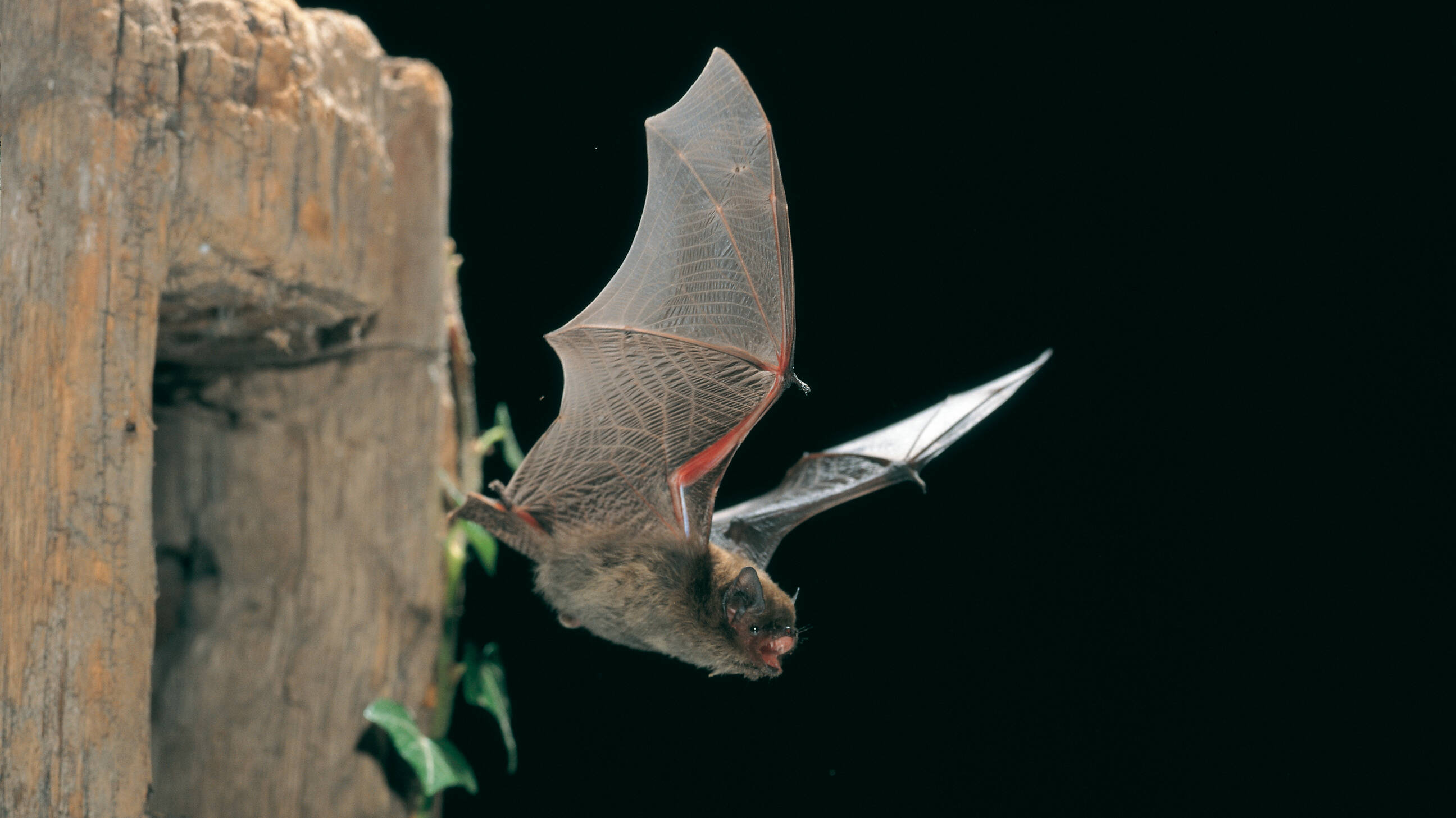 Zwergfledermaus bei der abendlichen Futtersuche