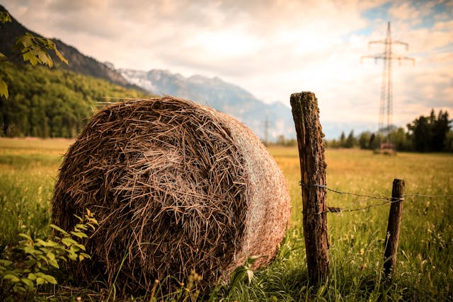 De productie van hooi: een essentieel onderdeel van de landbouw