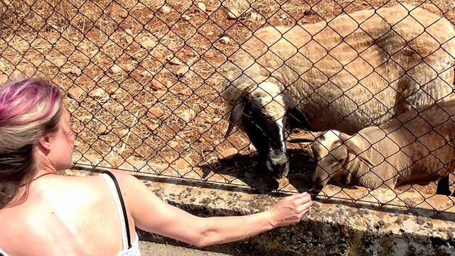 Susis Lieblingsschaf und seine Mutter