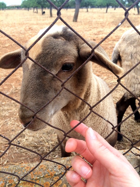 Susis Lieblingsschaf (ganz jung)