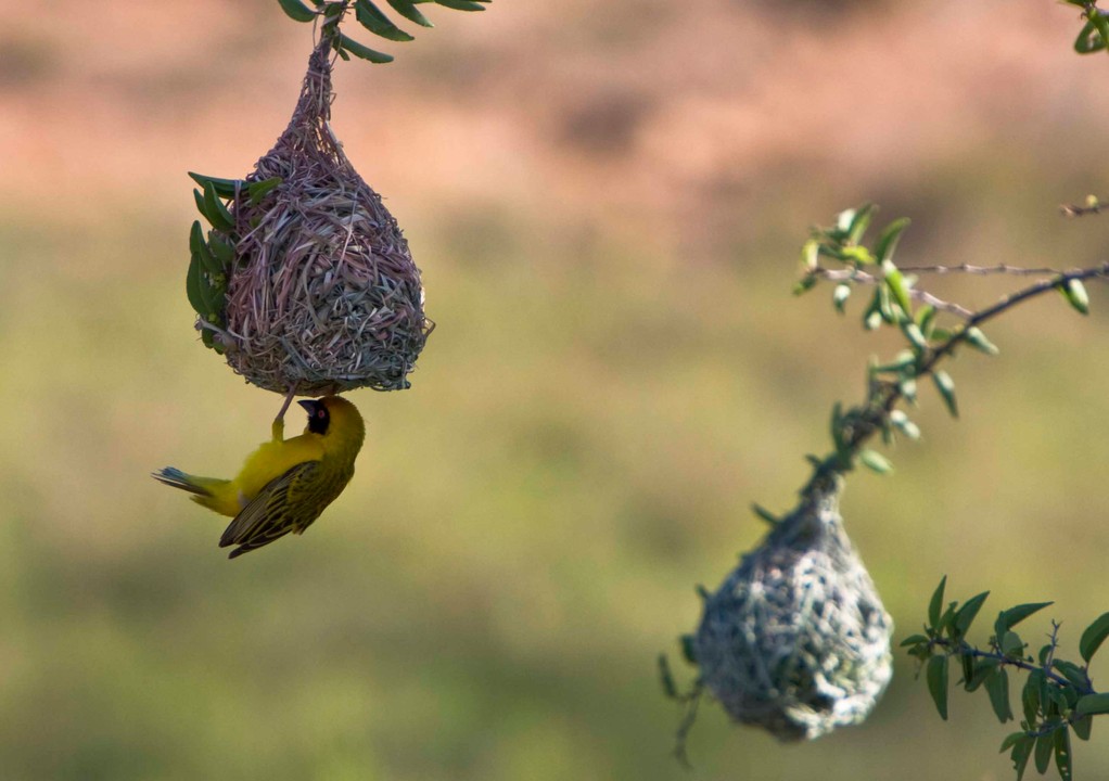 Weaver Bird