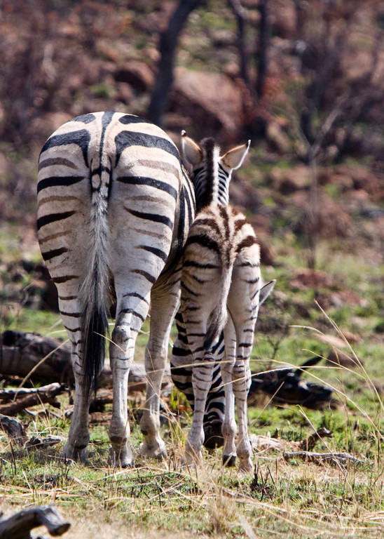 Zebra and young