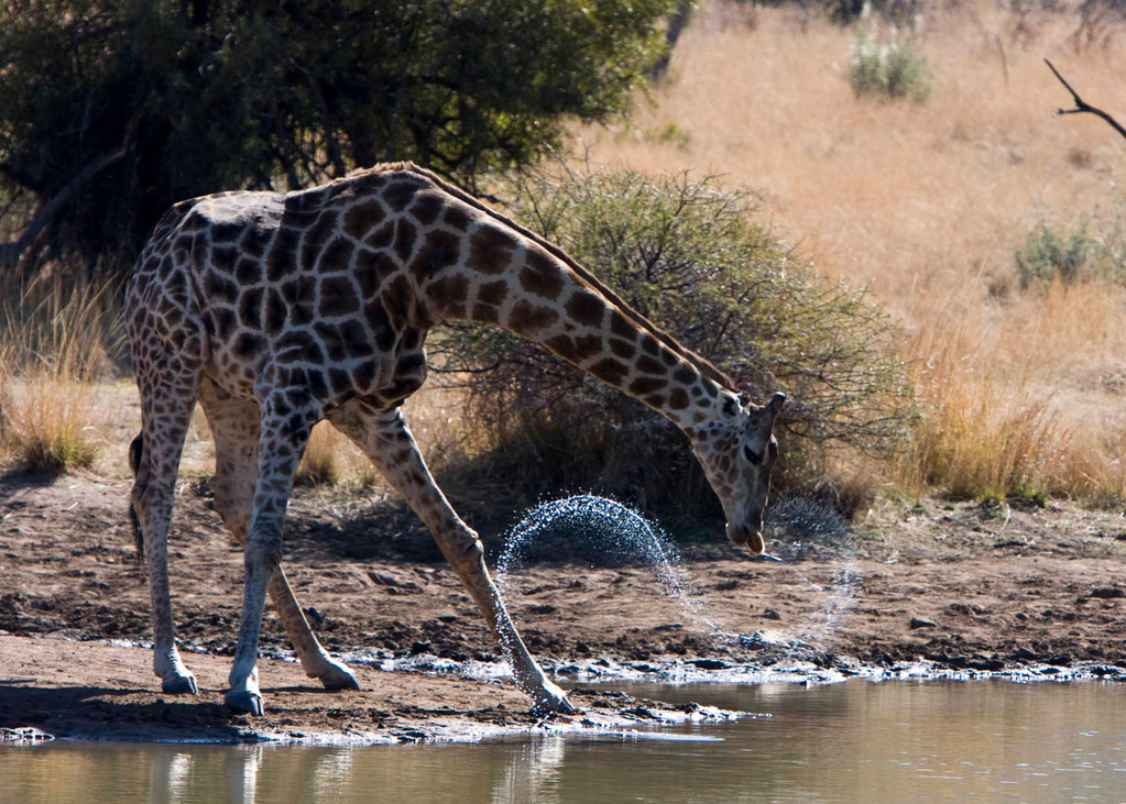 Giraffe drinking