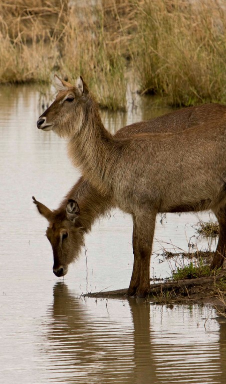 Waterbuck