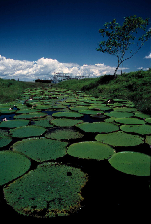 Brazil: Amazon
