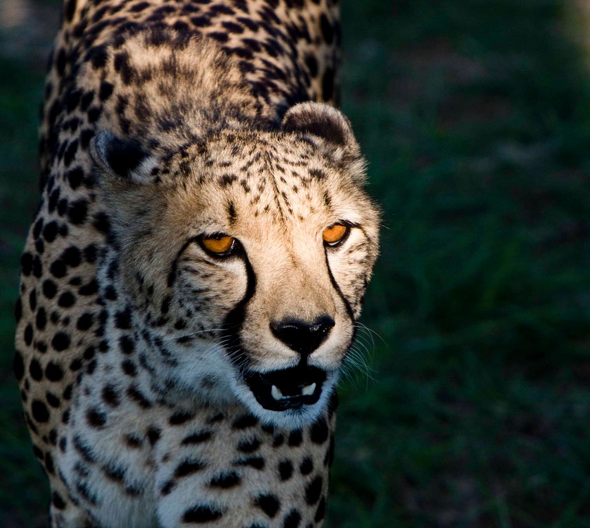 Cheetah