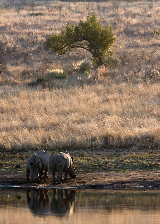 Rhinocerous