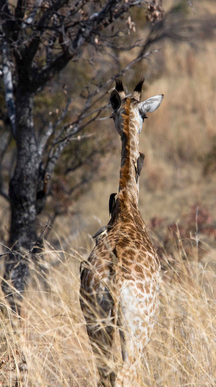 Giraffe