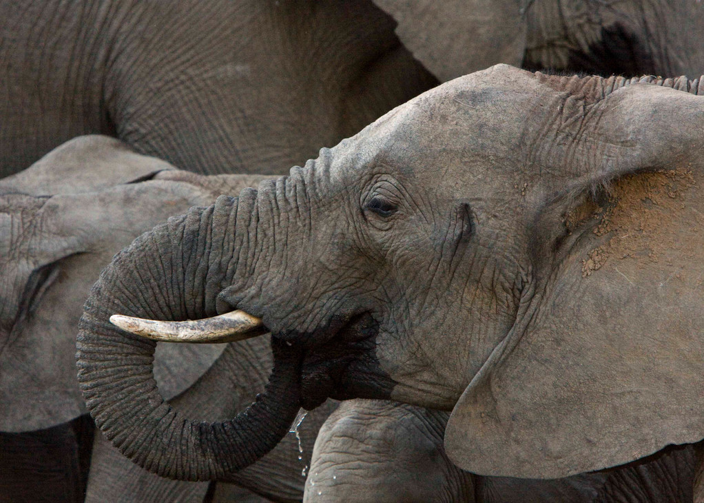 Elephant
