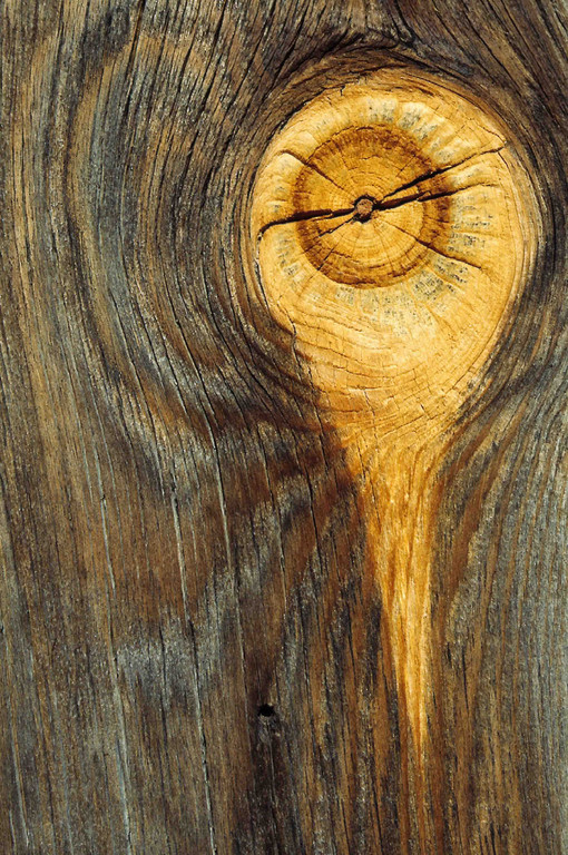 USA: Tree