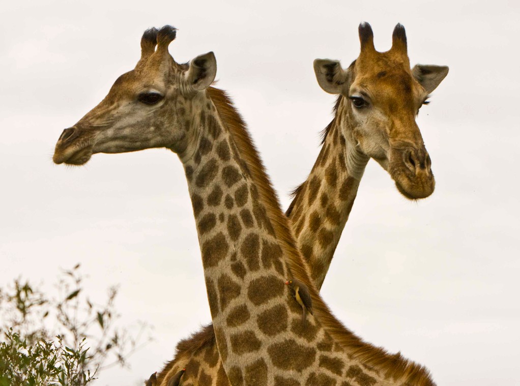 Giraffe's