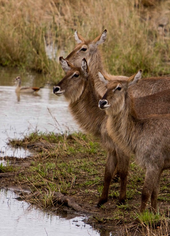 Waterbuck