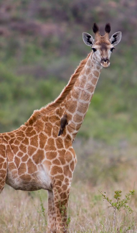 Giraffe