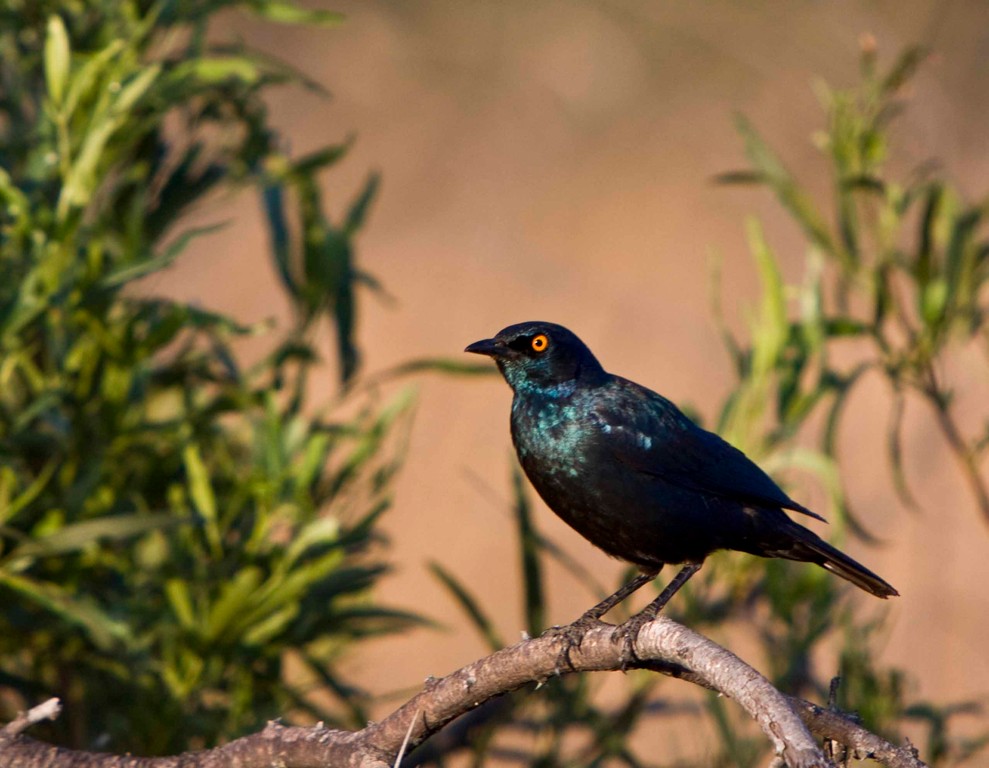 Cape Glossy Starling