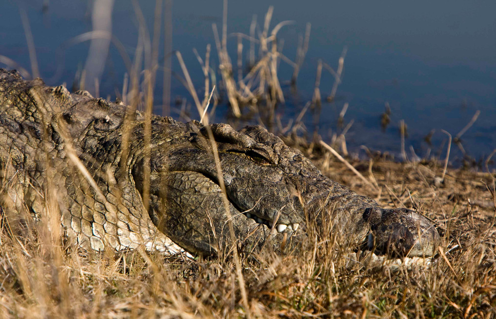 Alligator