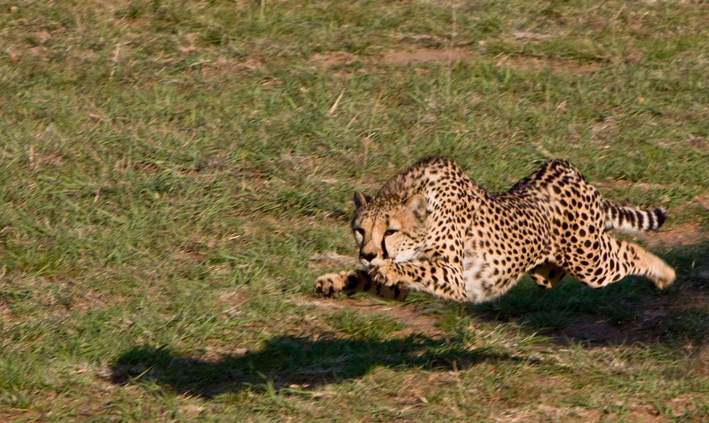Cheetah running