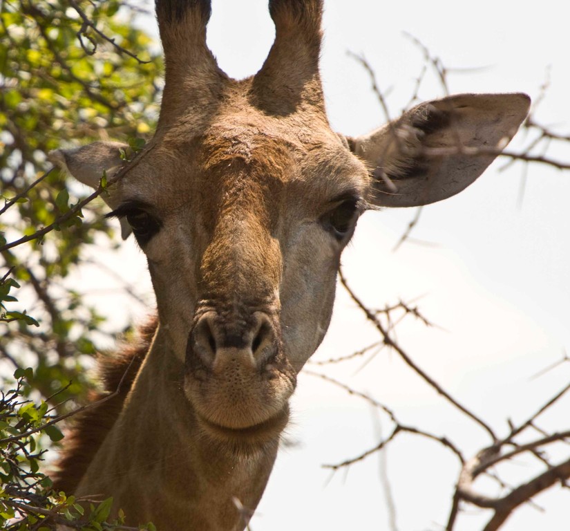 Giraffe