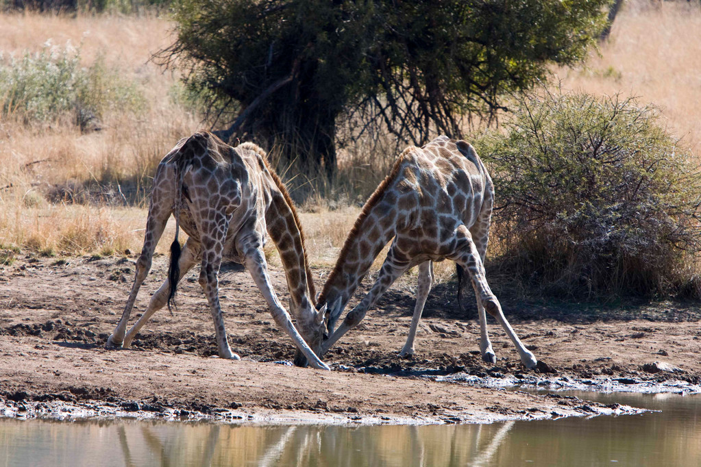 Giraffe drinking