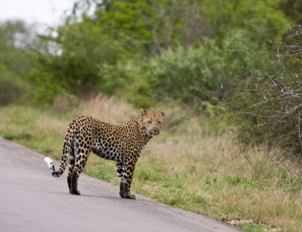Leopard