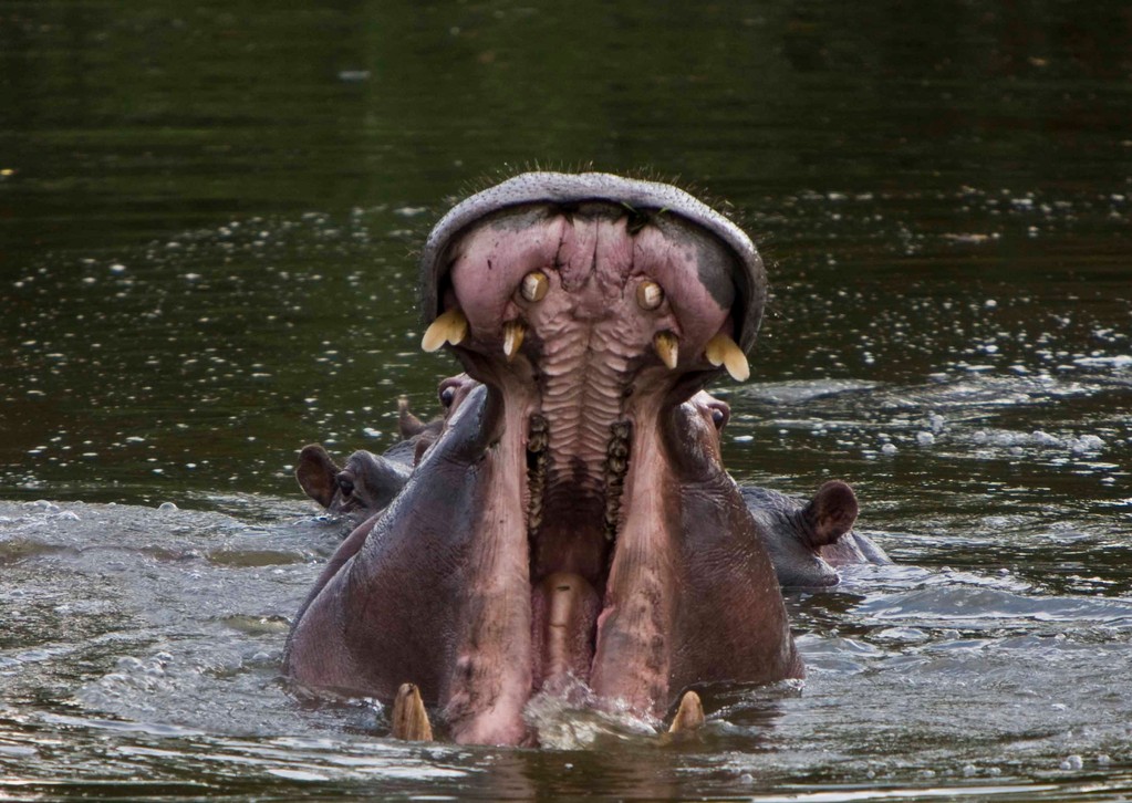 Hippo yawn