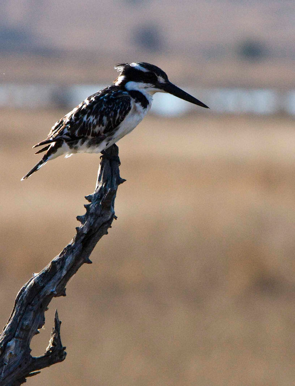 Kingfisher