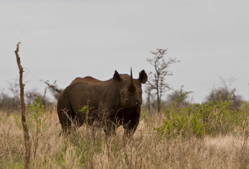 Rhinocerous