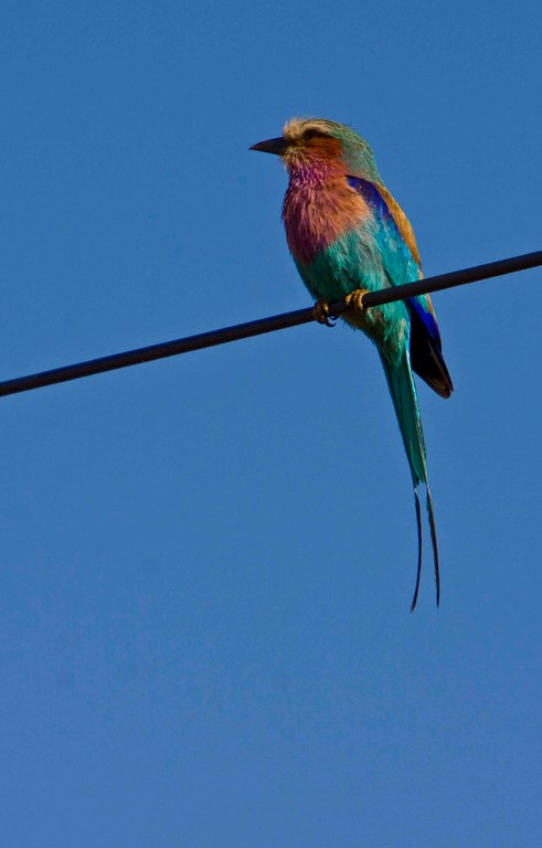 Lilac Breasted Roller