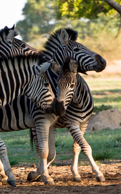 Zebra