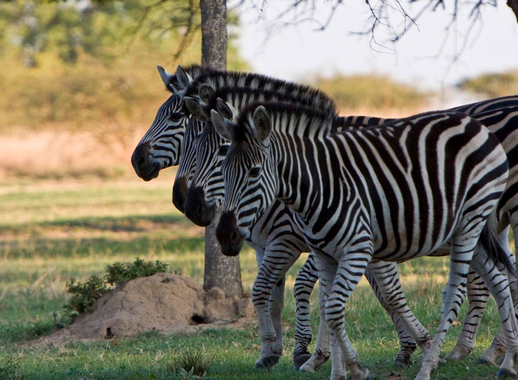 Zebra