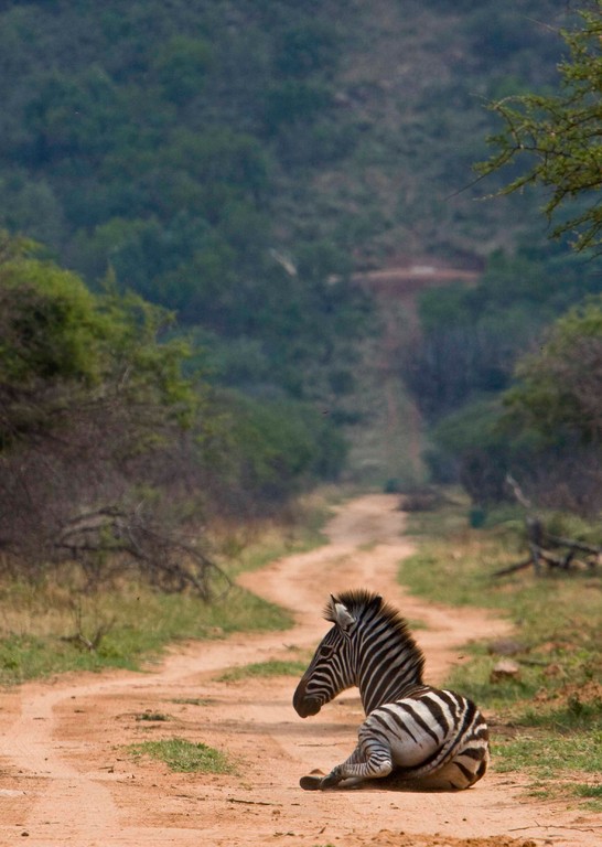 Zebra