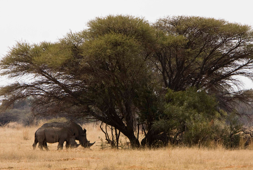 Rhinocerous