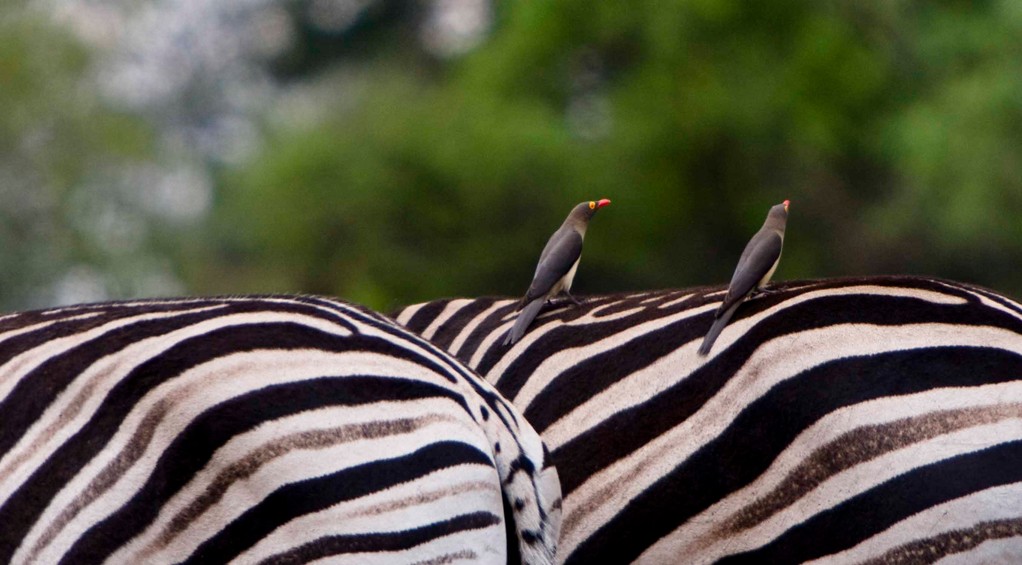 Zebra