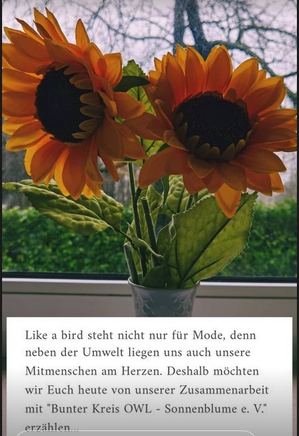 Warum rollen sich die Blätter der Sonnenblume? Warum rollen sich die Blätter der Sonnenblume?