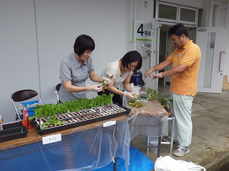 野菜刈り取り中