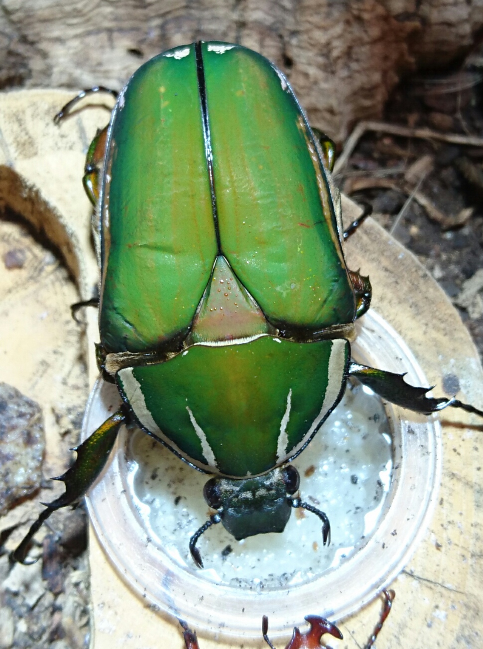 Mecynorrhina torquata ugandensis 0.1