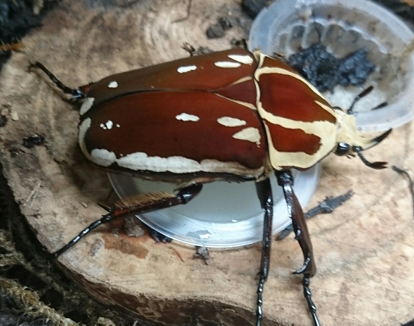 Mecynorrhina torquata ugandensis 1.0
