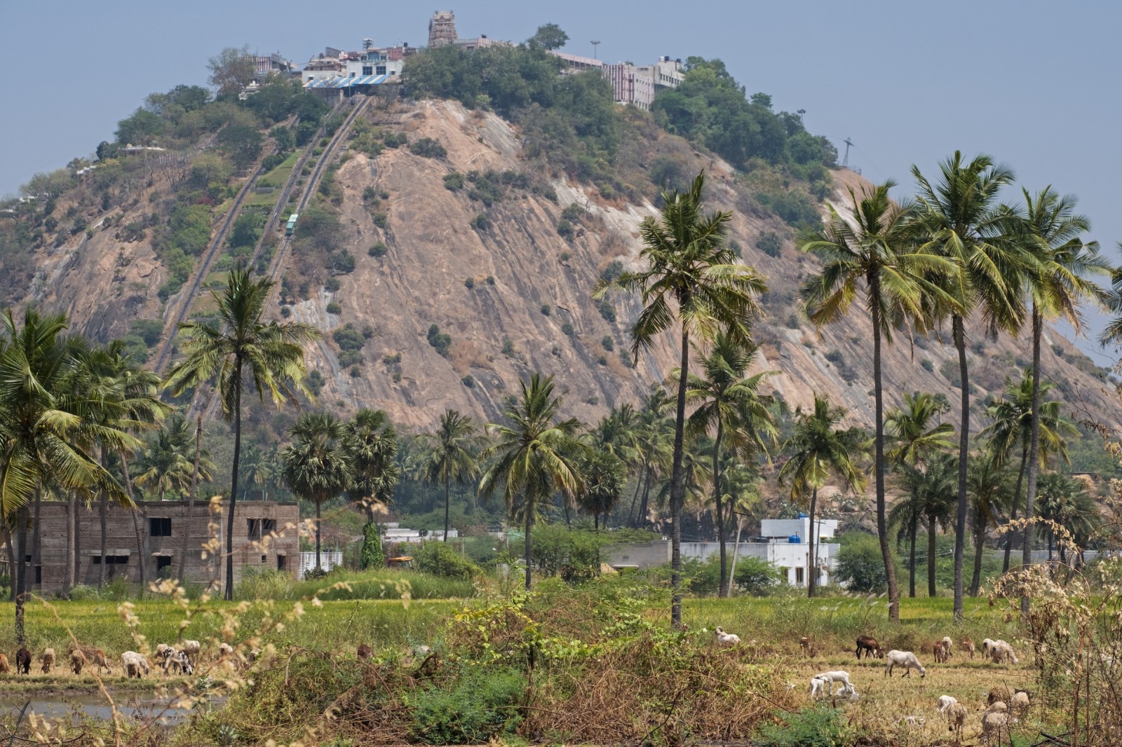 Palani Temple