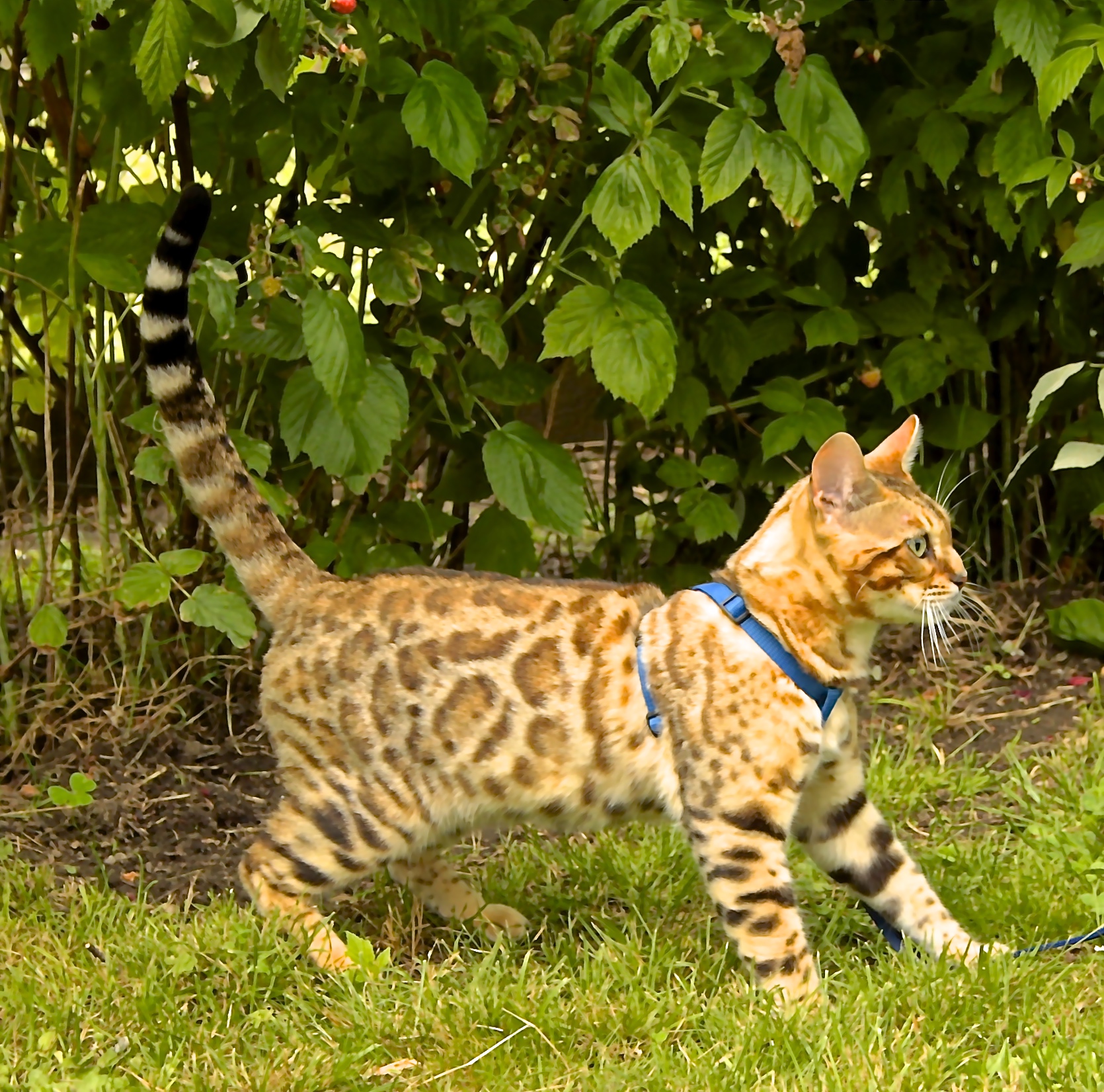 chat le bengal