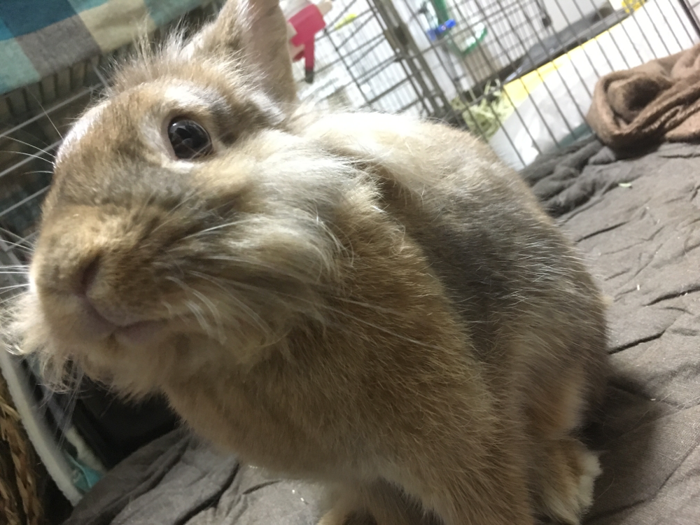 うさぎさんのへの字口 うさぎ飼育の もねもかどっとねっと