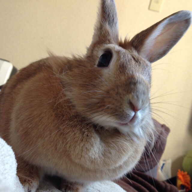 うさぎのモネさんの写真