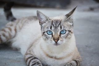 Kann eine Katze ein Engel sein?