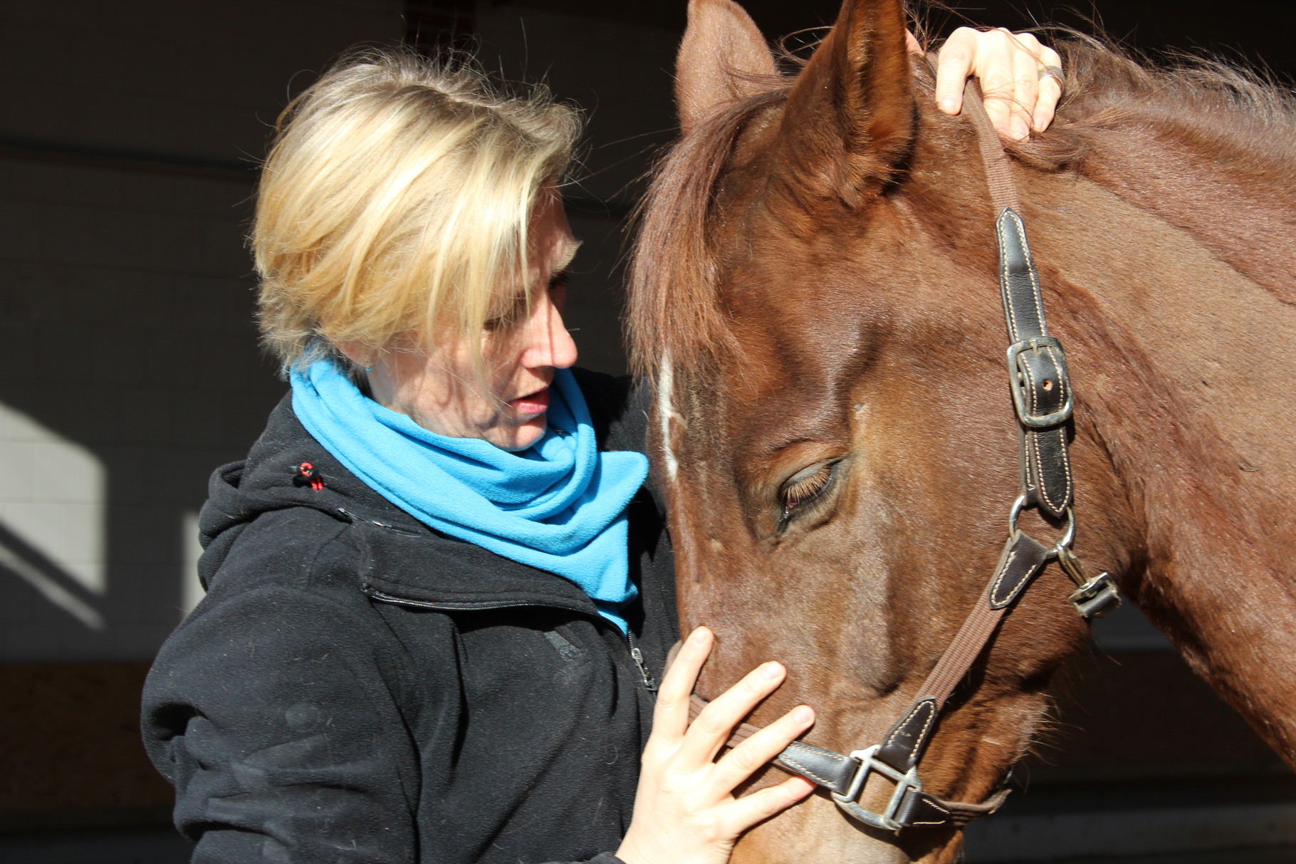Osteopathie für Pferde in Brandenburg,Osteopathie für Pferde , Pferdeosteopathie Berlin - Ulrike ...