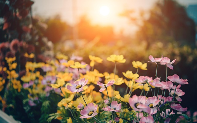 In 10 einfachen Schritten zu mehr Biodiversität im Garten und auf dem Balkon