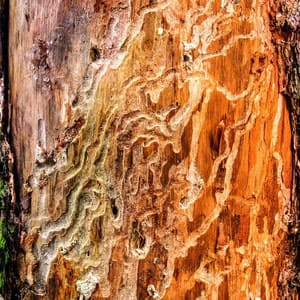 Minderwertiges Holz 