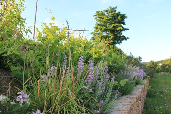 Mur de pierre-Vigne Butte du stade