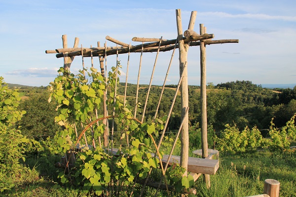 Vigne Butte du stade