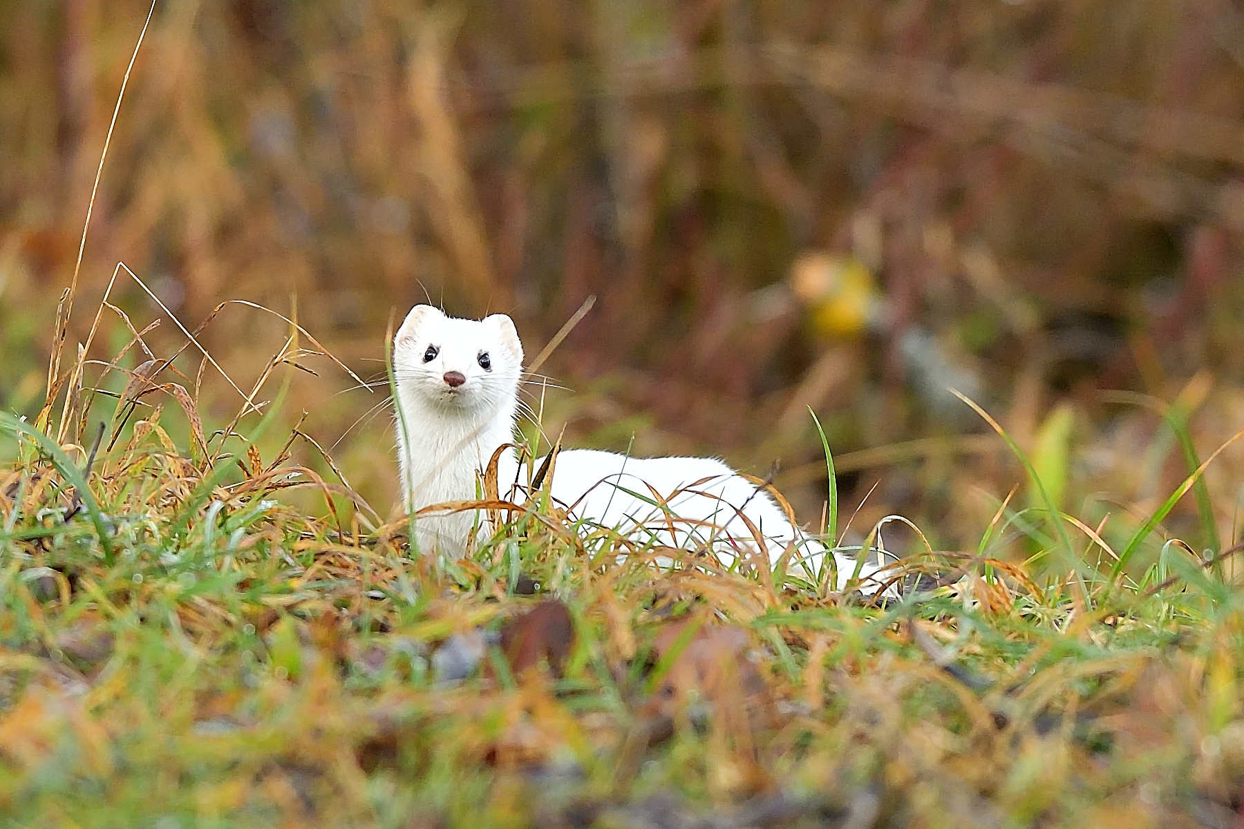 Hermelin (Mustela erminea) im Winterkleid