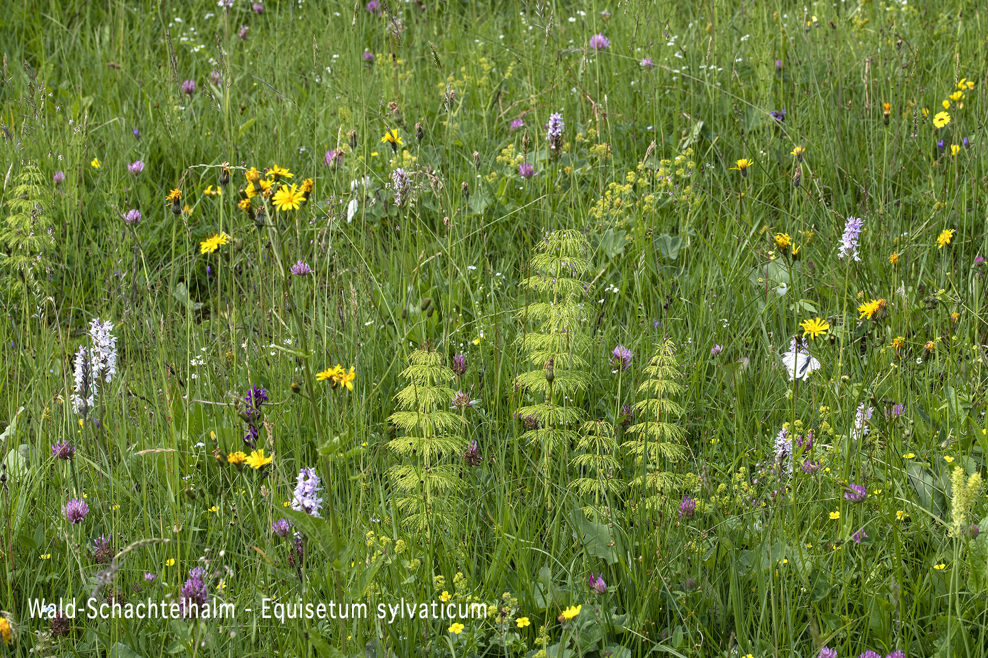 Wald-Schachtelhalm  •  Equisetum sylvaticum.