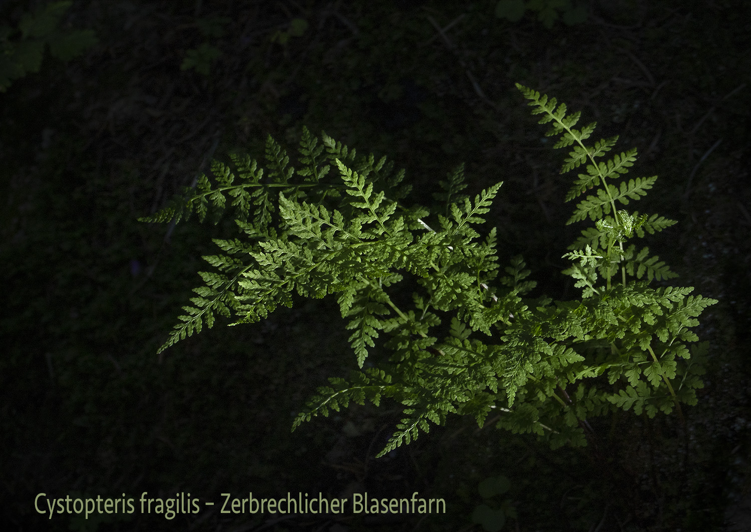 Zerbrechlicher Blasenfarn  •  Cystopteris fragilis aggr.